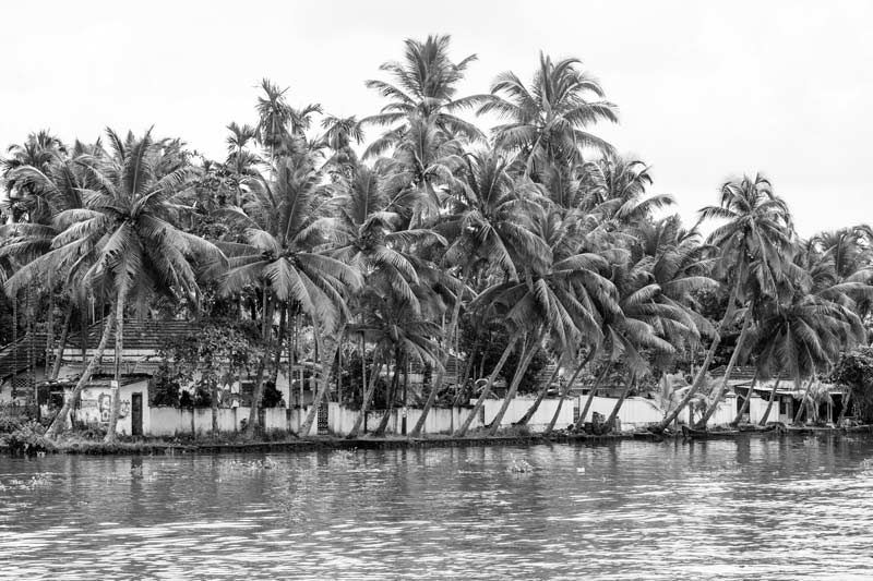Living Below the Sea Level - 'garden lands' – coconut plantation with human settlement along an embankment in Alappuzha district, Kerala